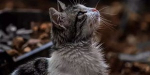 借配种公猫能带来经济效益吗？猫咪繁殖盈利真相探讨