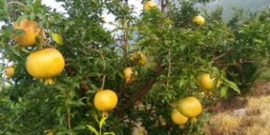 吉林地区种植哪种果树经济效益最高？