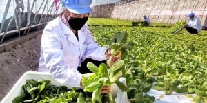 疫情期间居家种植，如何巧妙变现绿植经济？
