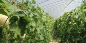 大棚种植如何选择高收益作物？