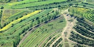 辽宁盘山哪种作物种植最赚钱？选择对了收益翻倍！