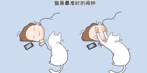 养猫之后，你能尝试哪些有趣的副业？