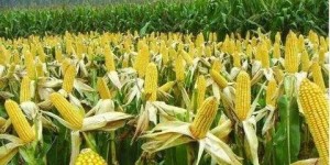 何时种植鸡苗能最大化经济效益？把握最佳时机盈利翻倍！