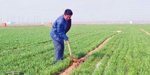 农村小伙子摆摊种地，真的能赚到钱吗？