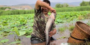在农村抓鱼捕虾真的能带来可观收入吗？