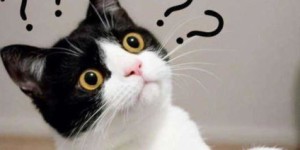 如何在养猫圈实现盈利？猫奴赚钱秘籍大公开