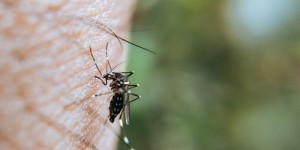 养蚊子真的能赚钱吗？这种另类创业靠谱吗？