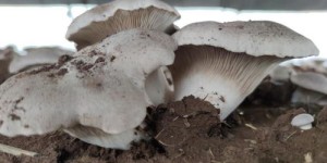 东莞种植哪种蘑菇最具经济效益？