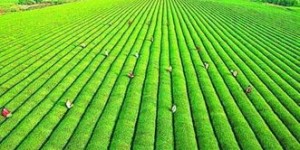 农业在当下是否依然具备盈利潜力？知乎热议解析