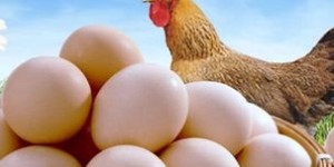 养肉鸡还是卖鸡蛋更赚钱？农业盈利模式大比拼