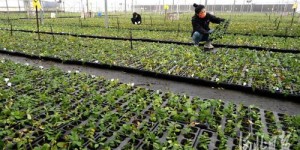 在河北邯郸，种植哪种作物收益最高？
