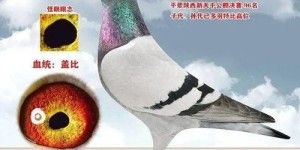 信鸽俱乐部能否实现盈利？加入后真的能赚钱吗？