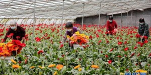 哪种花卉种植在扶贫项目中更具经济效益？