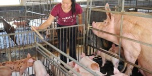 明天投资小母猪养殖，还能实现盈利吗？