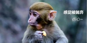属猴的人适合从事哪些职业更容易致富？