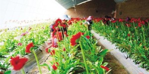 在广东种植哪种花卉最能带来高收益？