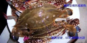 深海海鲜自助团购，哪个平台能让味蕾畅游海洋？