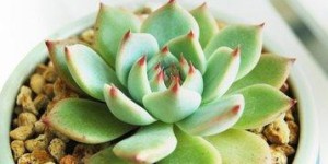 想要自助购买多肉植物？昆明哪家平台最值得信赖？