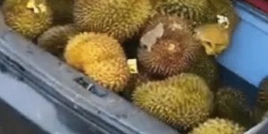宁波的榴莲自助直播平台究竟藏身何处？探索美食直播的新天地