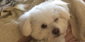 哪种小狗养殖最具盈利潜力？快速赚钱的宠物选择是什么？