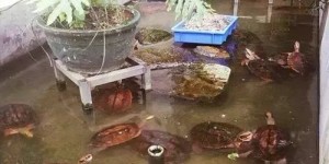 城市养龟作为副业，真的能带来可观收入吗？