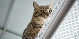 开猫寄养真的能赚钱吗？揭秘其中的盈利模式与风险
