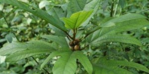 五指毛桃种植真能带来可观收益吗？真相令人好奇！