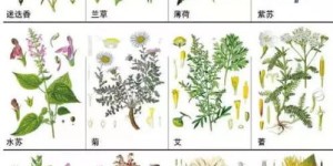 今年种植哪种中药材能快速盈利？