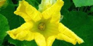 花与瓜分别代表何意？求解花瓜组合的深层含义