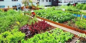 在江苏，哪个城市种菜最能实现财富增长？