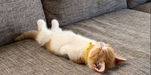 兼职奶猫是什么新兴职业？你了解这种温馨又特别的兼职吗？