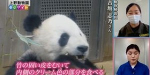 你是否知道重庆熊猫兼职群的隐藏福利与机会？