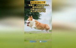 什么是狗俗自助上车网站，它如何为宠物主人提供便捷服务？