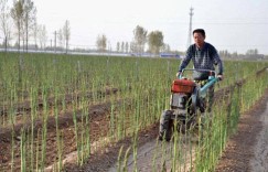 临沂地区种植哪些蔬菜最易盈利？您是否了解市场需求？