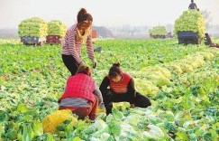 农村水田种植哪种蔬菜最具经济效益？