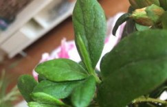 红观音竹叶尖为何发黄干枯？如何有效解决这一问题？