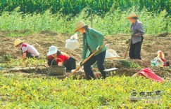 内蒙古牧草种植能否成为致富新途径？