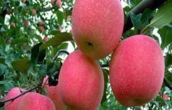 营养美学副业，如何轻松实现额外收入？你真的了解吗？