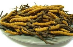 极草冬虫夏草品质如何？口感是否美味值得一试？