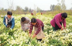 南村菊花采摘行动，收益如何？是否实现盈利目标？