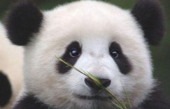 熊猫遛娃真的能带来可观收入吗？