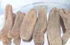 种植天麻真的能带来可观收益吗？经济效益分析