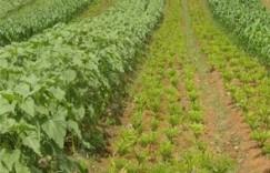 东北荒山种植哪种植物最具经济效益？