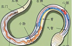 蜈蚣男身体特征究竟指什么？图片解析其独特之处
