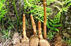 种植天麻真的能带来经济效益吗？知乎上的讨论如何？