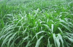 重牧草种植真的能赚钱吗？投入产出比如何？