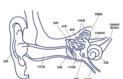 松骨到底有何奥秘？它背后的深层含义你了解多少？