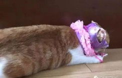 小飞猫究竟在忙什么副业？背后故事引人好奇