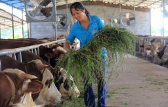 养牛养猪该种哪些牧草才能实现高收益？