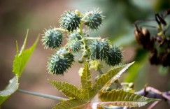 农村荒山种植哪种作物最赚钱？如何选择高效益植物？